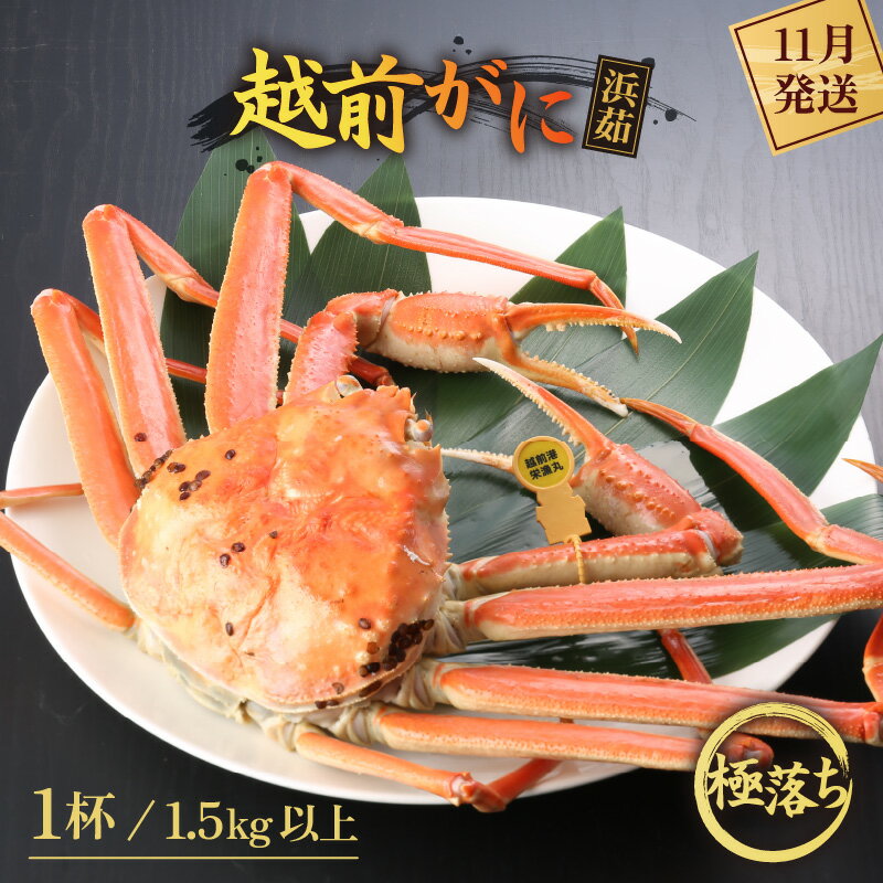 【ふるさと納税】≪浜茹で≫越前がに 極落ち（生で1.5kg以上） × 1杯【雄 ズワイガニ 越前ガニ 姿 ボイル 冷蔵 かに カニ 蟹 福井県】【11月発送分】希望日指定可 備考欄にメールアドレスをご記入ください [e43-x014_11]