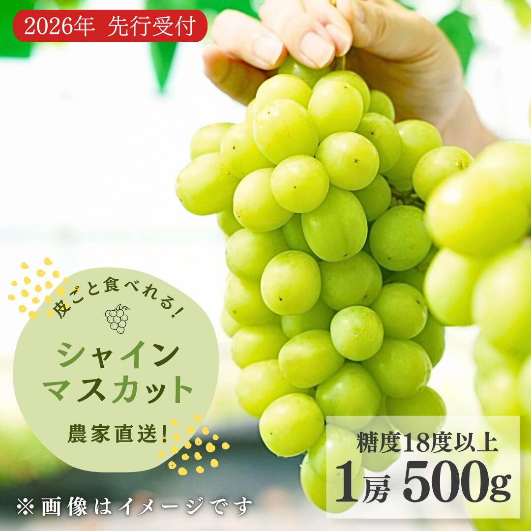 【ふるさと納税】【数量限定】【農家直送】【糖度18度以上】シャインマスカット（1房500g）皮ごと食べられる 種無しぶどう 甘い ぶどう 果物 贈答品 ギフト 新潟県 出雲崎町