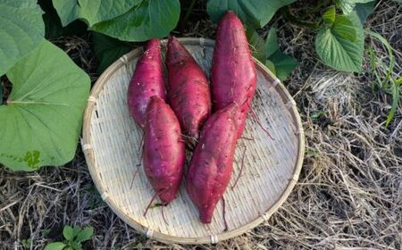 雪解け甘藷「シルクスイート」 甘い 甘さ凝縮  さつまいもスイーツ シルクスイート さつまいも 寒冷地 なめらか 青森県 三戸町 CE-25-003