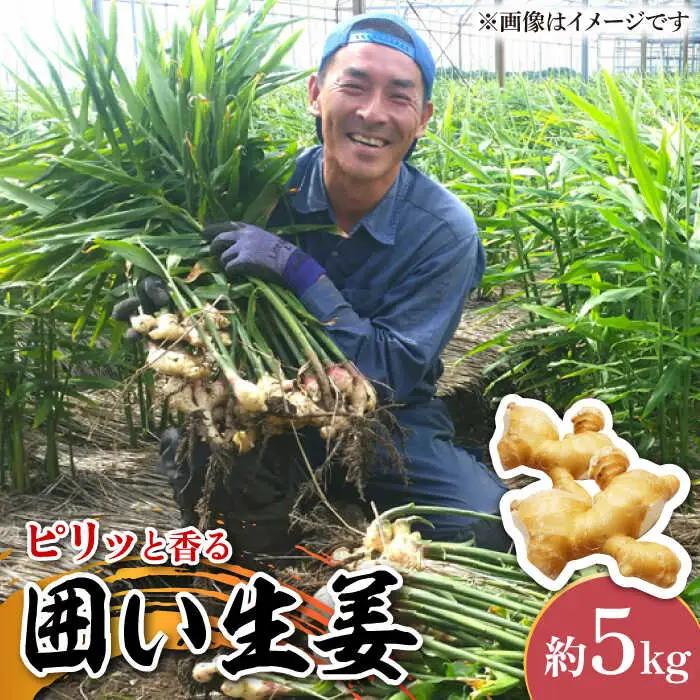 【2026年1月末-順次発送】囲い生姜 約 5kg / ショウガ 南島原市 / ふくはちファーム/福島農園 [SBS013]