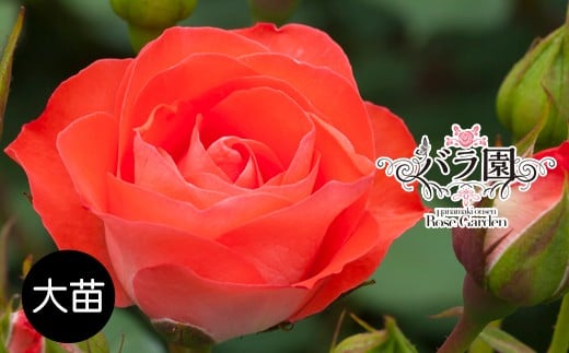 花巻温泉バラ園 オリジナル品種「花巻おとめ80」　【2281】