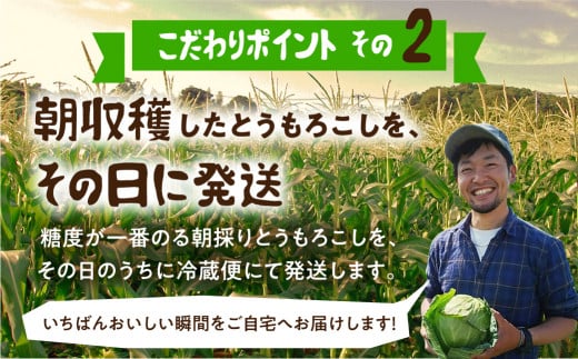 《期間限定》2025年先行予約 平均糖度20度以上 極甘とうもろこし 10～12本 鮮度保持袋入り