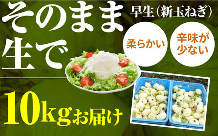 【先行予約 2027年3月～発送】【2回定期便】玉ねぎ定期便 10kg/回 / 玉ねぎ [IAO027]