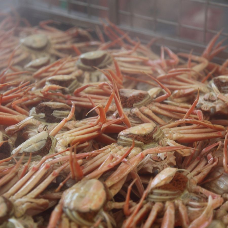 ＜北畿水産＞山陰日本海冬の味覚釜ゆでせこがに（150gサイズ/8匹入）【12月出荷分】