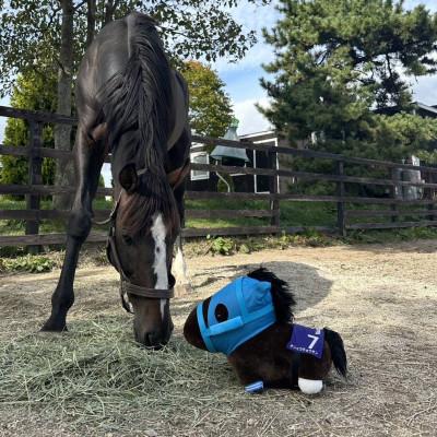 ふるさと納税 平取町 特大ぬいぐるみ　絶対王者【オジュウチョウサン】バージョン |  | 01