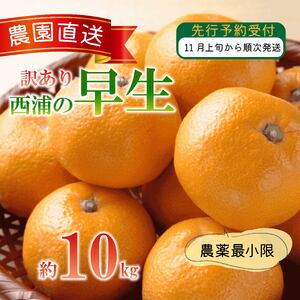 訳あり 早生 みかん 10kg 木負観光みかん園  西浦 早生みかん 