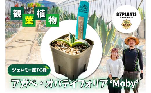 ガーデニング 多肉植物 アガベ オバティフォリア Moby 園芸 花 フラワー 観葉植物 hidden agave ジェレミー産 TC株 ふるさと納税 茨城県 鹿嶋市