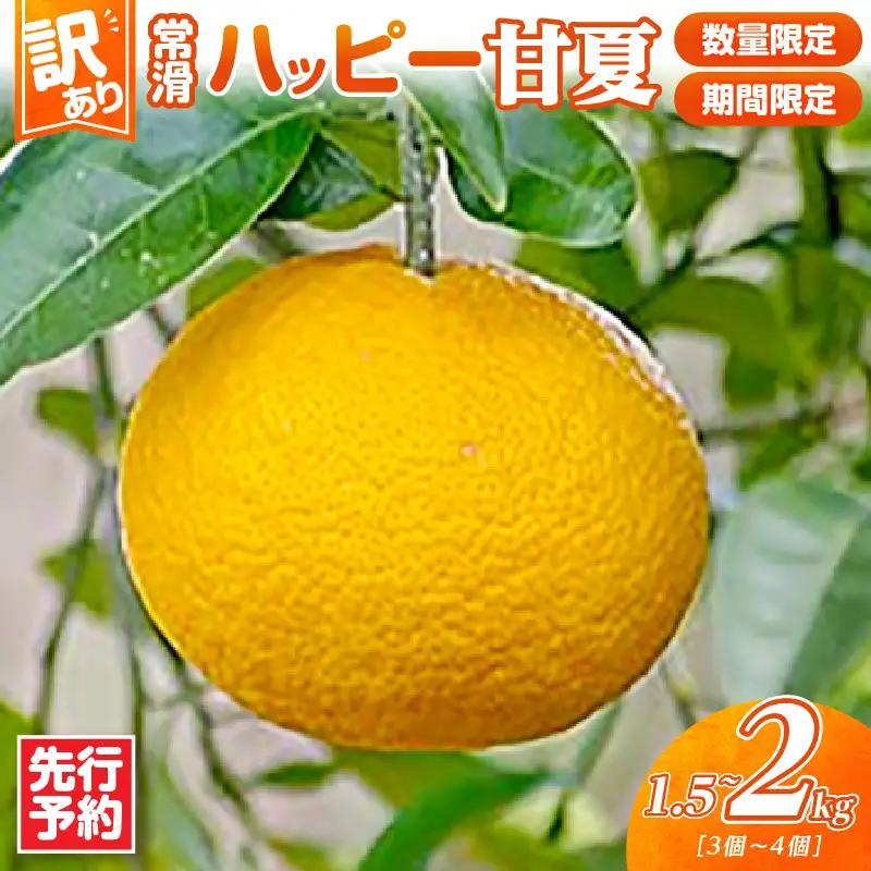 【先行予約】【訳あり】常滑ハッピー甘夏 1.5kg～2kg（3～4個）｜甘夏 フルーツ 常滑市