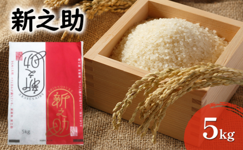 【先行予約】令和8年産米 新之助 5kg お米 精米