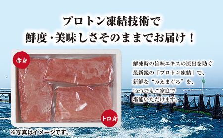 先行予約 マグロ 詰め合わせ 600g 本まぐろ 本鮪 刺身 刺し身 マグロ丼 海鮮丼 大トロ 中トロ トロ 赤身 国産 養殖 みえまぐろ 三重 南伊勢町 伊勢 志摩