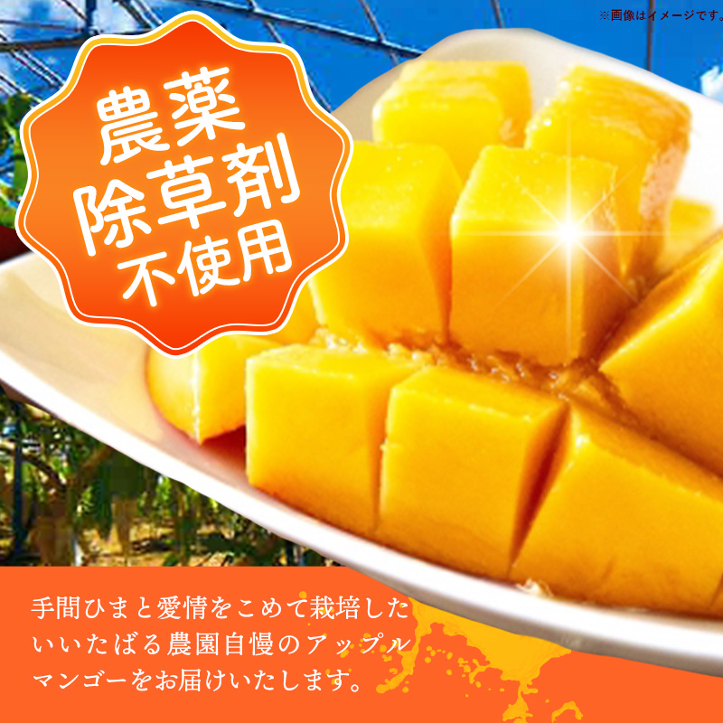 【先行受付】【2026年発送】いいたばる農園の家庭用アップルマンゴー約2kg - ご家庭用 先行予約 沖縄県産 産地直送 農薬不使用 除草剤不使用 南国フルーツ マンゴー オススメ 八重瀬町