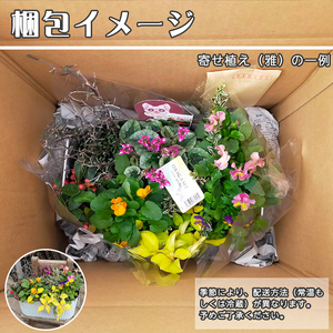 東北最大級のガーデニング専門店 厳選 『季節の寄せ植え』雅 8種類 ～ 10種類 【花工房らら倶楽部】 花 生花 フラワー 植物 観葉植物 寄せ植え 季節 鉢植え 鉢 ポット ガーデニング 庭 玄関 