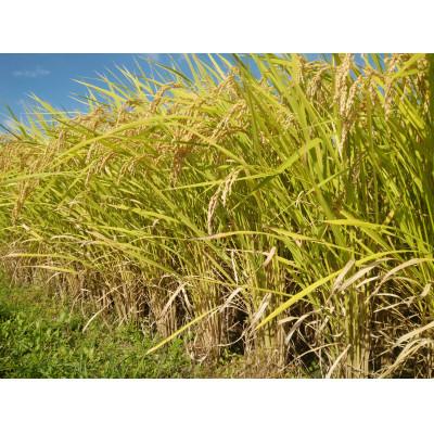 ふるさと納税 小林市 令和7年産新米【須木米】精米 5kg |  | 03