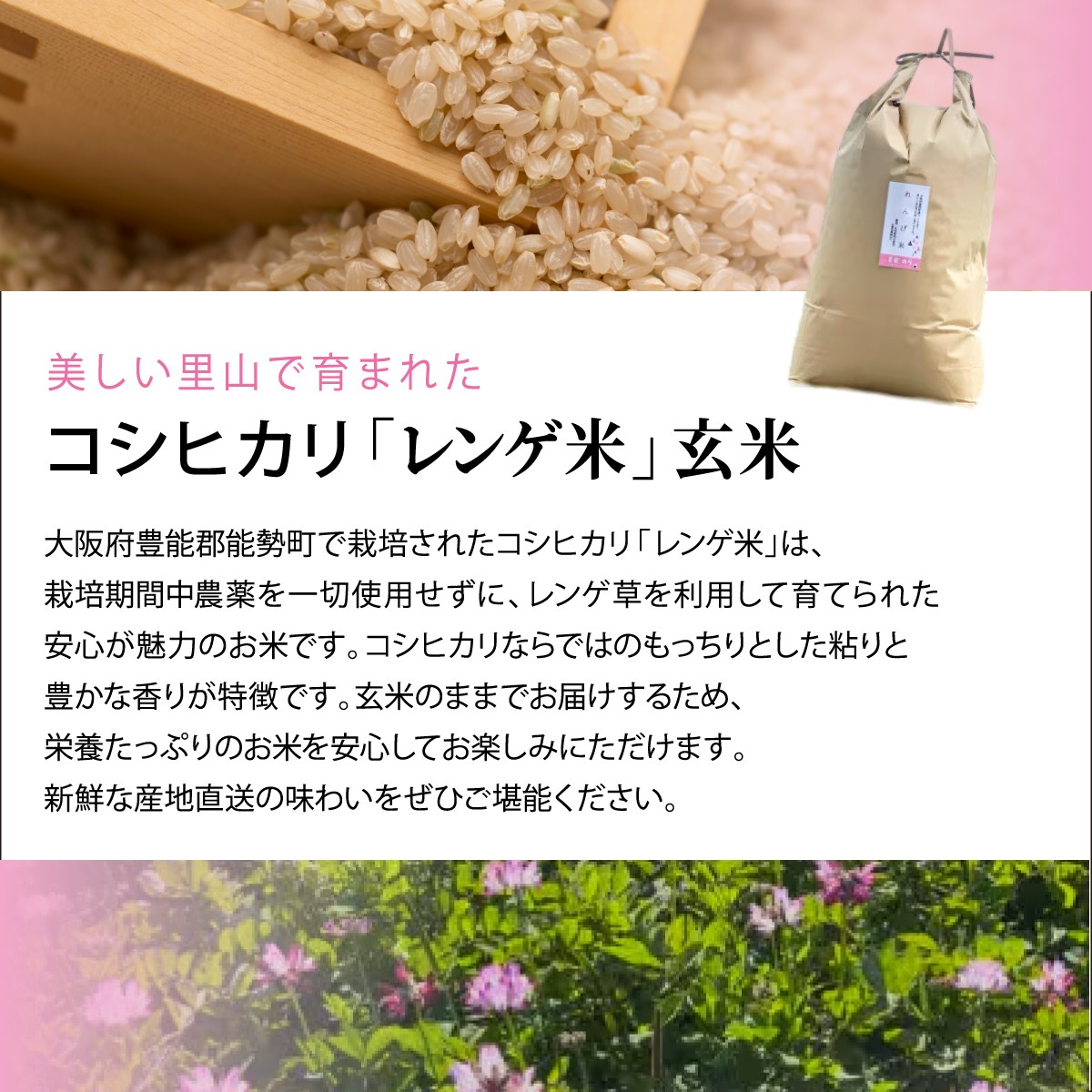 【栽培期間中農薬・化学肥料不使用】  「レンゲ米」玄米 10kg | 合同会社農園のら