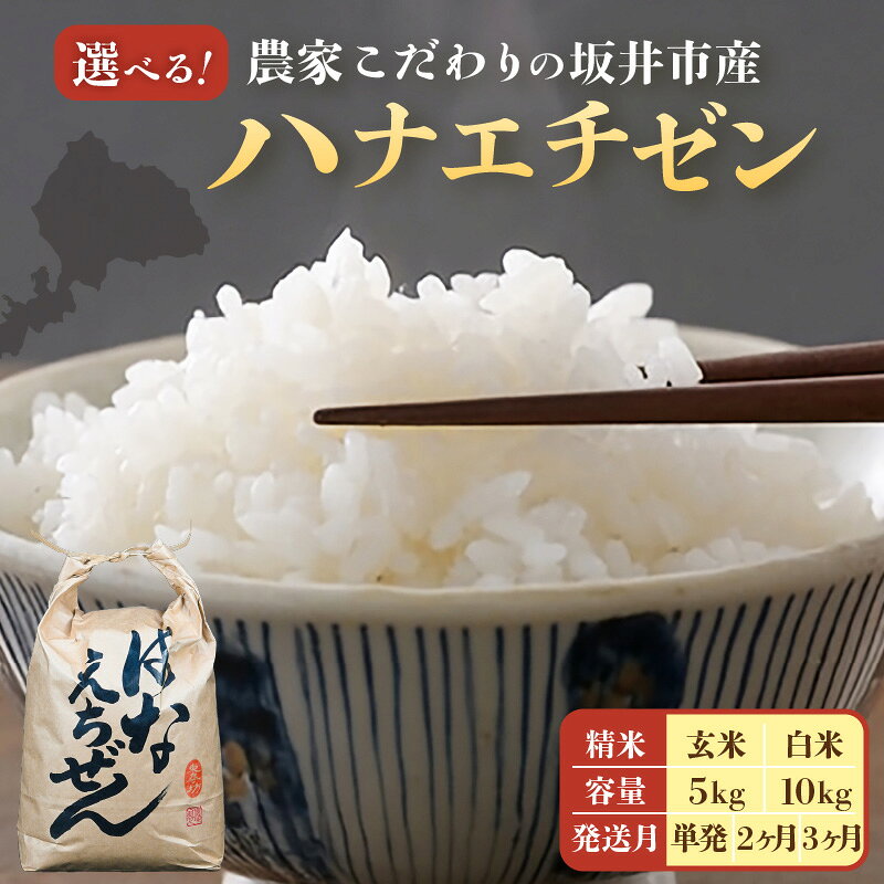 【ふるさと納税】【令和8年産】農家こだわりの坂井市産 ハナエチゼン 【内容量：5kg / 10kg】【選べる精米具合：白米 / 玄米】 【米 コメ お米 華越前 5キロ 10キロ 定期便 ふるさと納税米 ブランド米 国産】