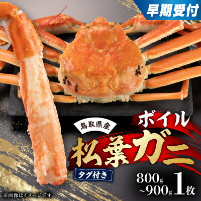 【ふるさと納税】早期受付　鳥取県産タグ付きボイル松葉ガニ大1枚【2026/10/31までのお申込み分】【配送不可地域：離島・北海道・沖縄県】【1536364】