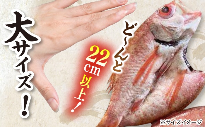 のどぐろ ノドグロ アカムツ 高級魚 干物 干もの 天日干し 島根 松江 おすすめ