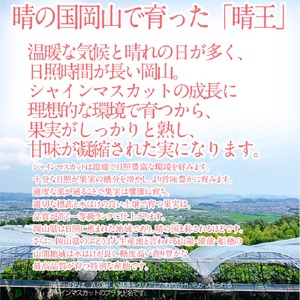 2026年 予約受付中【2回定期便】 シャインマスカット 晴王 約2.4kg（3～5房）9月10月に1回づつ出荷/ 岡山県産 種無し 皮ごと食べる みずみずしい フレッシュ 晴れの国 おかやま 果物大