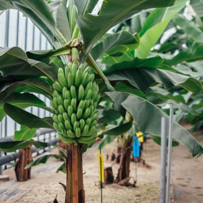 ふるさと納税 柏崎市 越後バナーナ 350g(3〜5本) |  | 02