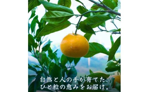 セミノール 5kg 2級品 / 和歌山 有田 広川 みかん ミカン 柑橘 果物 くだもの ギフト フルーツ 果実 ※2027年4月上旬〜4月下旬頃に順次発送予定【hkt016-c-5A】