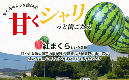 こはく農園 瀬戸内市牛窓産 赤いスイカ【紅まくら品種使用】1玉(約7～9kg) スイカ 西瓜 フルーツ 国産 岡山 瀬戸内市