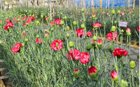 花 カーネーション 花束 約15本 お花 フラワー 部屋 飾り 母の日 プレゼント 贈り物 ギフト 贈呈 贈答 贈答品 贈答用 静岡 静岡県 河津 河津町