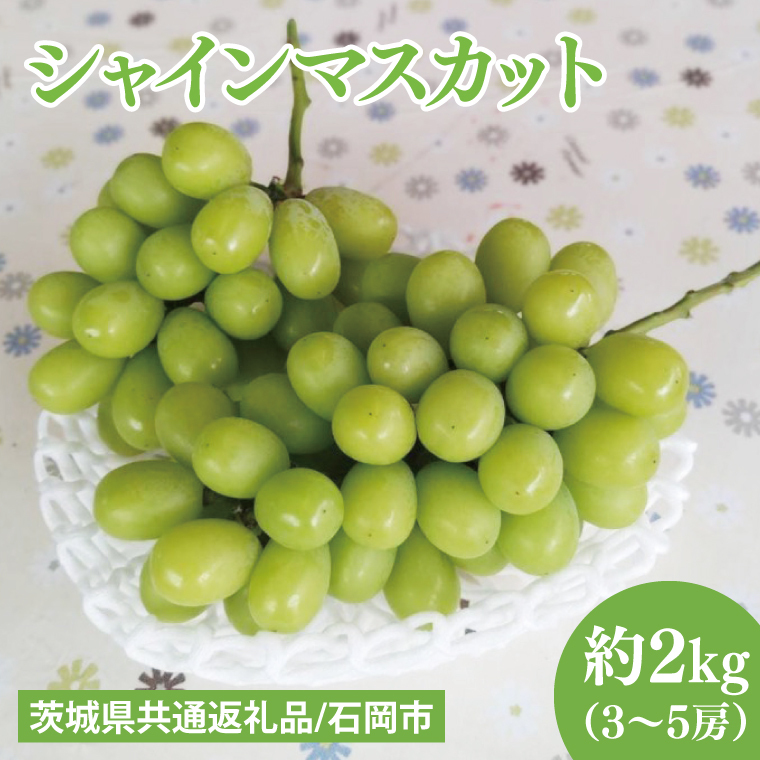 【先行予約】【2025年９月上旬～10月中旬発送】シャインマスカット約２kg（３～５房）【茨城県共通返礼品/石岡市】（MF-7）