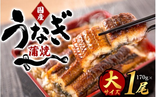 【国産　大型サイズ】ふっくら柔らか 国産うなぎ蒲焼き 1尾 約2人前 化粧箱入/うなぎ ウナギ 鰻 うなぎ蒲焼 国産【uot714A】