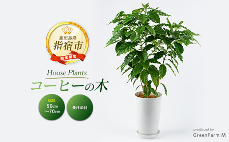 2026年3月上旬～発送【観葉植物】コーヒーの木 50cm～70cm (Green Farm M/016-2063)  植物 鉢付 インテリア 室内 オフィス おしゃれ プレゼント ギフト 開店祝い 移転祝い マイナスイオン 指宿市【配送不可地域：北海道・沖縄県・離島】