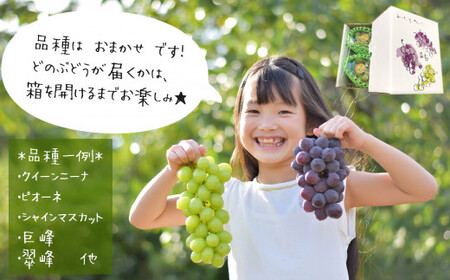 訳あり 旬の ぶどう  詰め合わせ 約 1.2kg | 果物 くだもの フルーツ ブドウ 黒ブドウ 赤ブドウ ぶどう 黒ぶどう 赤ぶどう シャインマスカット マスカット 巨峰 グレープ 熊本 玉名