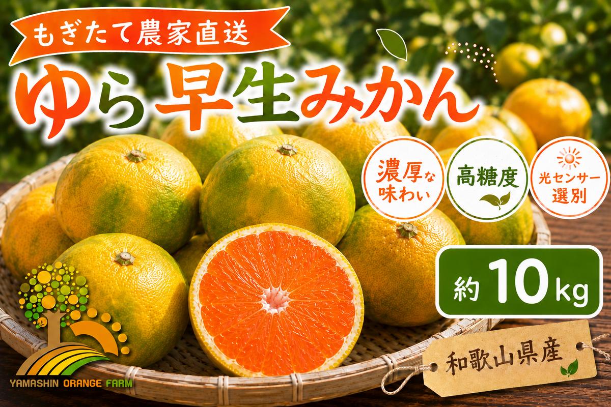 【先行予約】ゆら早生 みかん 濃厚な味わい 約10kg 希少品種《有機質肥料100％》極早生 ｜ 由良 ゆら 早生 わせ 柑橘 果物 くだもの フルーツ 和歌山 有田
