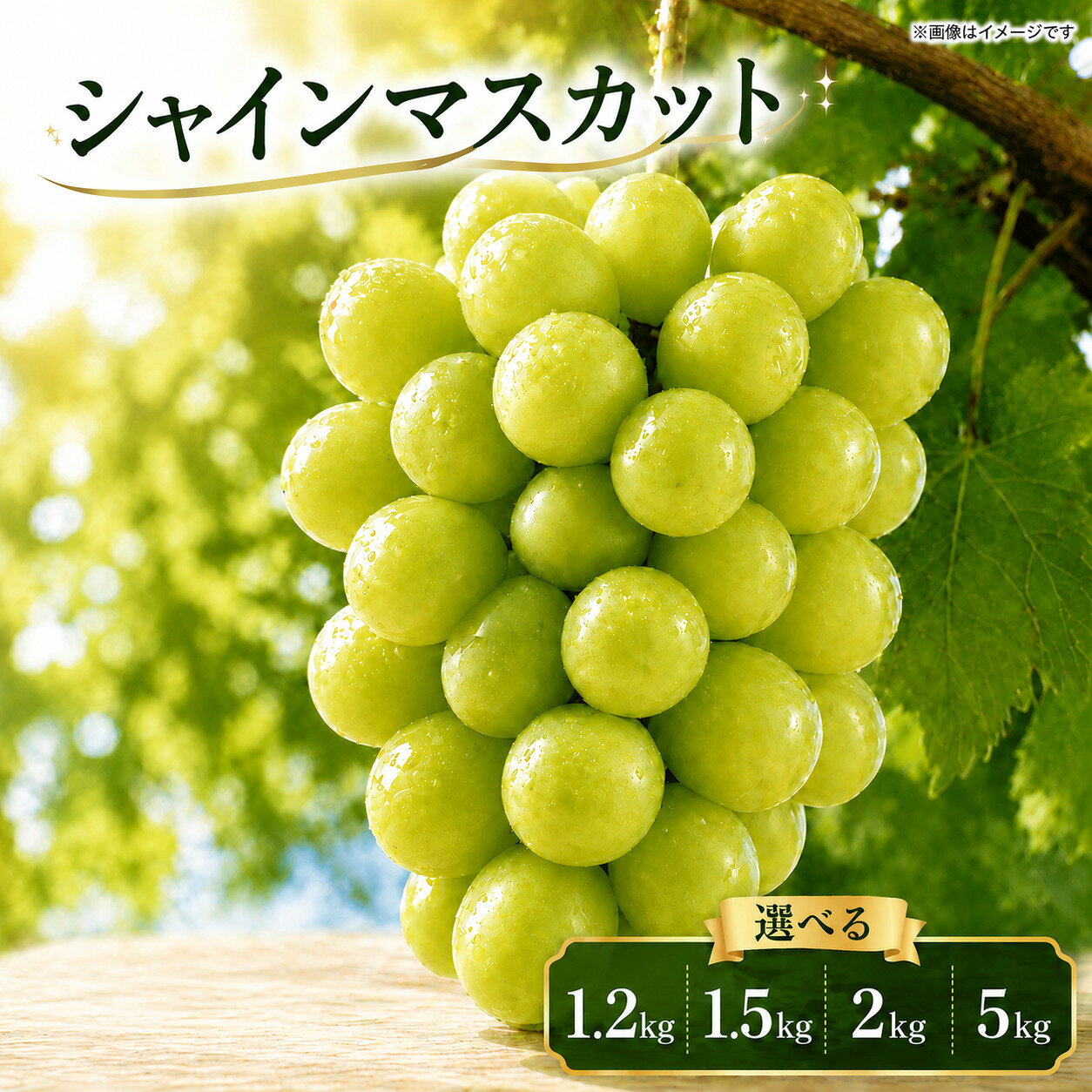 【ふるさと納税】 シャインマスカット 1.2kg 1.5kg 2kg 5kg 《 2026年 8月 中旬 から 順次発送 》 先行予約 フルーツ ぶどう 葡萄 期間限定 旬 産地直送 農家直送 産直 贈答 家庭用 ギフト 中内農園 ぶどう 直売所 徳島県 阿波市