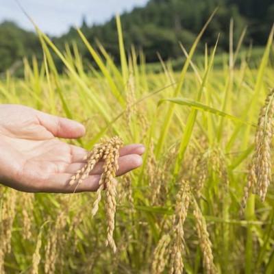 ふるさと納税 関川村 R7年産 新潟県岩船産 コシヒカリ玄米30kg　米食味鑑定士が厳選吟味した1等米 [青南総合農園] |  | 03