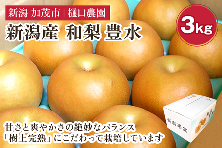 【2026年先行予約】和梨 豊水 3kg（6～9玉）《9月上旬から順次発送》 ほうすい 梨