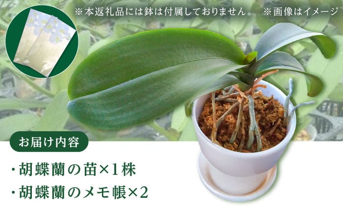 胡蝶蘭