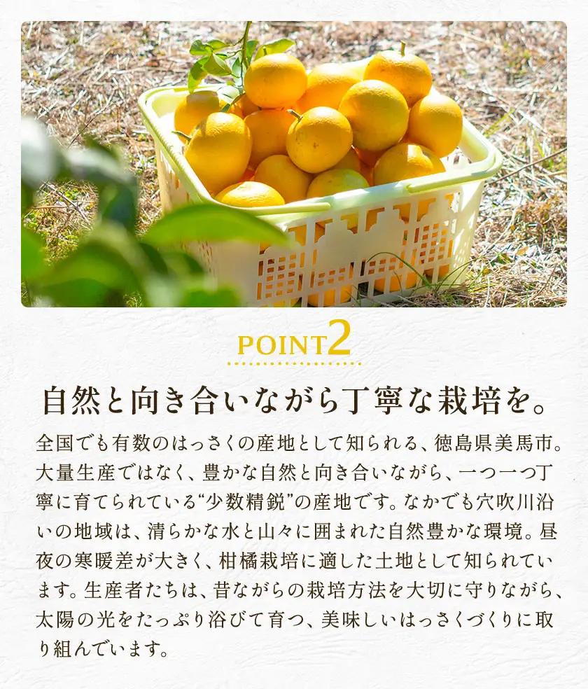 八朔 はっさく 訳あり サイズ不選別 おすそ分け 計8kg(4kg×2箱)