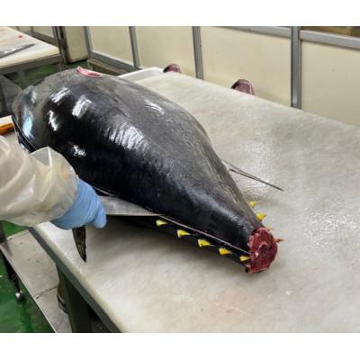 ふるさと納税 青森県 青森産　天然本マグロ　切り落とし |  | 01