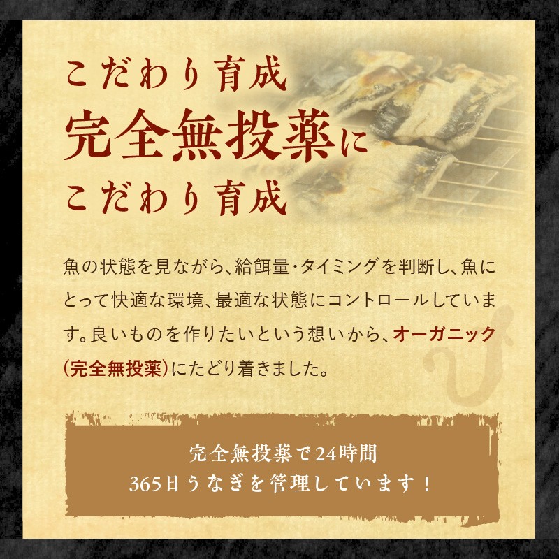 数量限定！海水かけ流しうなぎ蒲焼2尾( 数量限定 うなぎ蒲焼 海水かけ流しうなぎ 逸品 ご飯が進む )【B5-102】