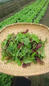 こだわり野菜の詰め合わせセット（お野菜に合うドレッシング付き）| 野菜 ドレッシング 兵庫県 上郡町