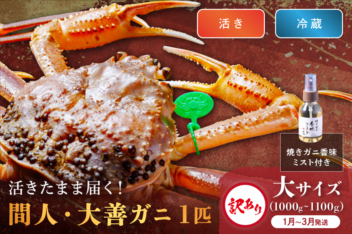訳あり　【蟹の匠 魚政】京丹後市産 活きたまま届く！　間人ガニ大善ガニ　大サイズ  (1000～1100g) 1匹　香味ミスト付き(1月～3月発送）　UO01410