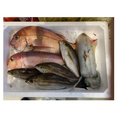 ふるさと納税 八幡浜市 八幡浜発【有田鮮魚店オリジナル鮮魚ボックス】【F93-1】