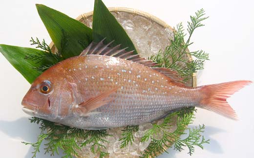 【朝獲れ直送便】瀬戸内海産の天然鯛を丸ごと1匹 大サイズ【下処理なし】 FAH-0109