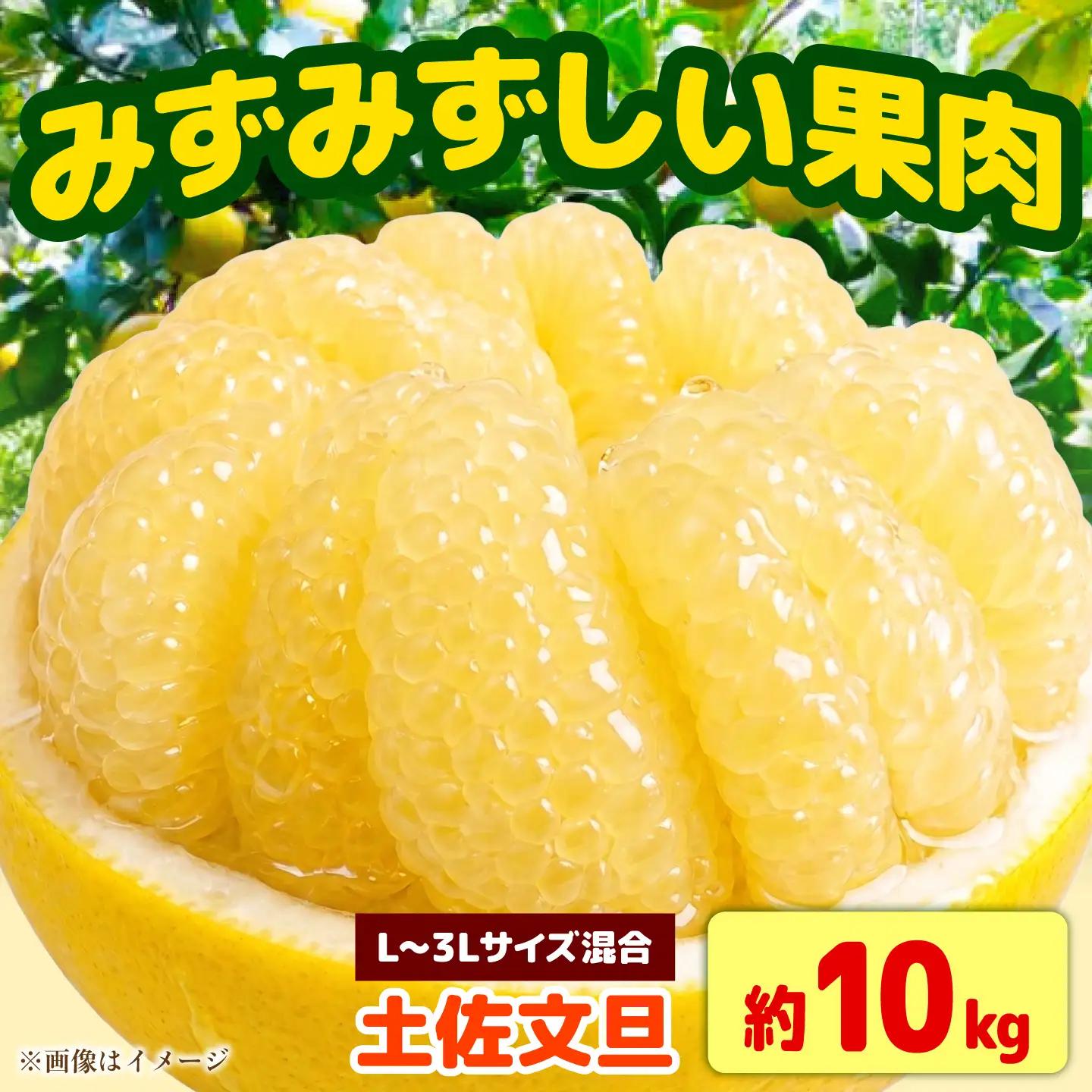 【先行予約】土佐文旦 家庭用 約10kg （L-3Lサイズ混合：17-24玉入り） 文旦 ぶんたん ブンタン 柑橘 フルーツ デザート 果物 ご当地 人気 名産＜2027年1月下旬から順次発送＞【玉木農園】 [BQAJ007]