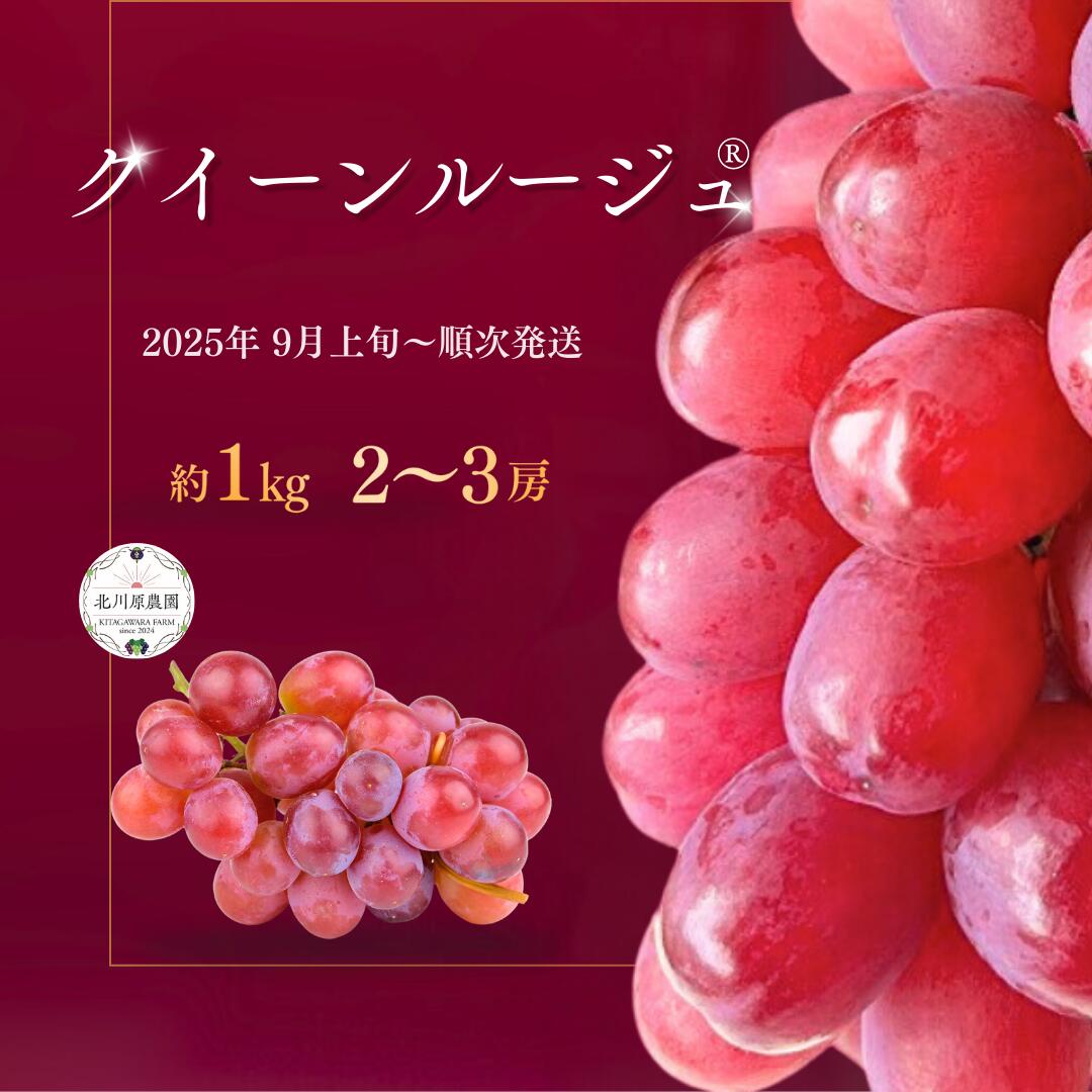 【ふるさと納税】【2025年先行予約】 クイーンルージュ® 約1kg 2 ~ 3房 北川原農園 | 果物 フルーツ ぶどう 葡萄 ブドウ 赤ぶどう マスカット 種無し 種なし 皮ごと 千曲市 長野県 信州