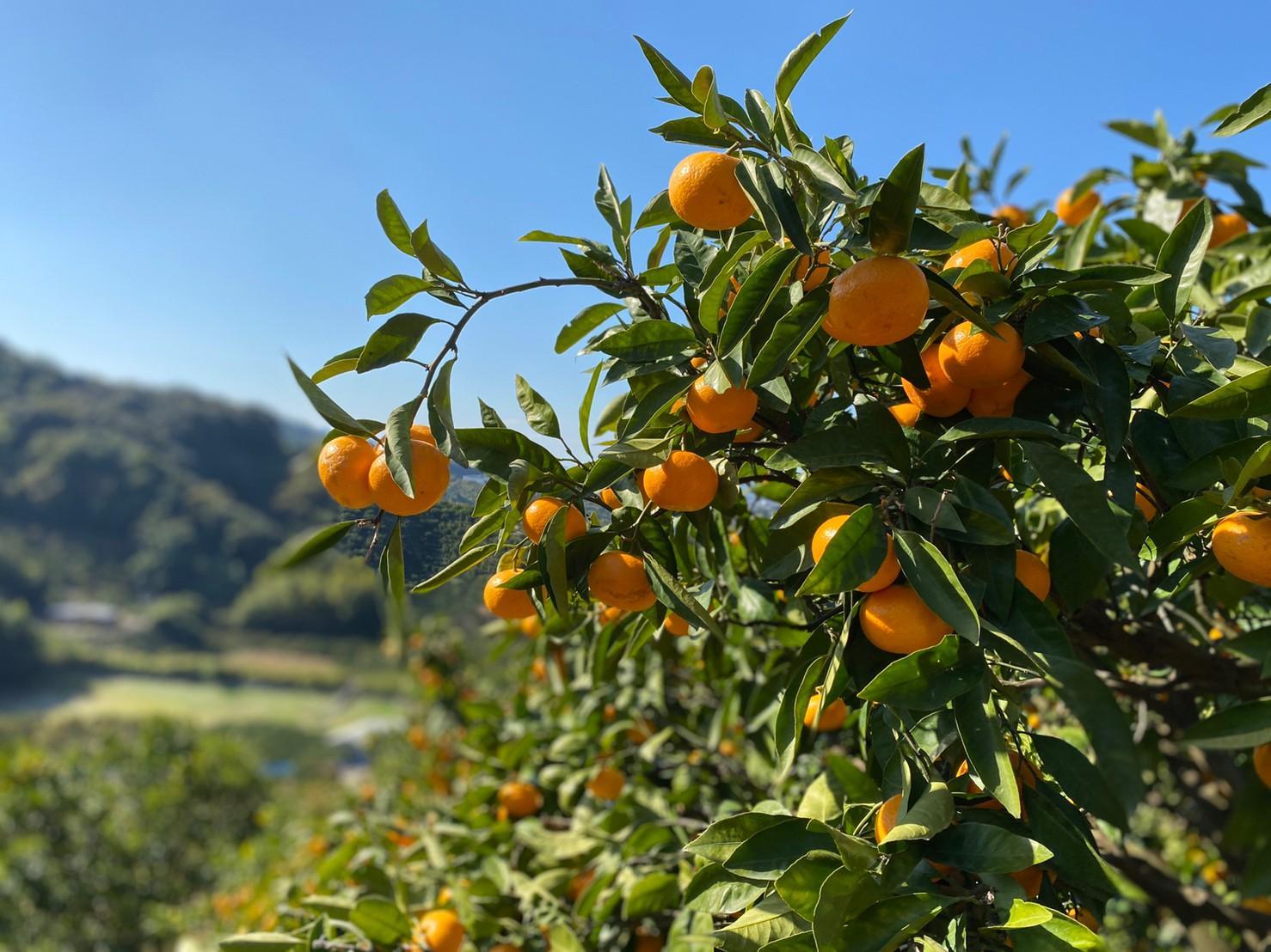 和歌山県産 有田みかん 家庭用　3kg　味重視   BA47