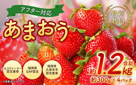 【2026年 1月発送】【アフター対応】特別栽培あまおう 約300g×4パック イチゴ 苺 いちご ※北海道・沖縄・離島配送不可