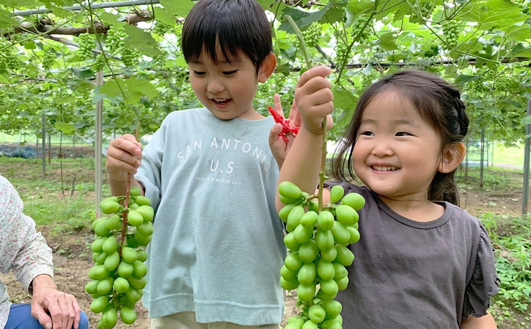 シャインマスカット 約2.0kg以上（2～5房） 【2026年10月下旬-11月下旬発送予定】 シャイン マスカット ぶどう 葡萄 ブドウ 果物 くだもの フルーツ ギフト お取り寄せ 国産