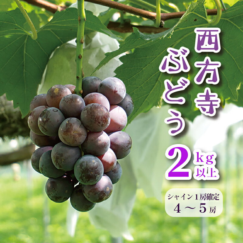 【ふるさと納税】 【9月頃発送開始】 シャインマスカット ピオーネ セット 2kg 以上 4～5 房 ランダム 詰め合わせ セット 葡萄 ぶどう 果物 スイーツ ご当地 お取り寄せ 先行予約 ブドウ フルーツ 【数量限定】