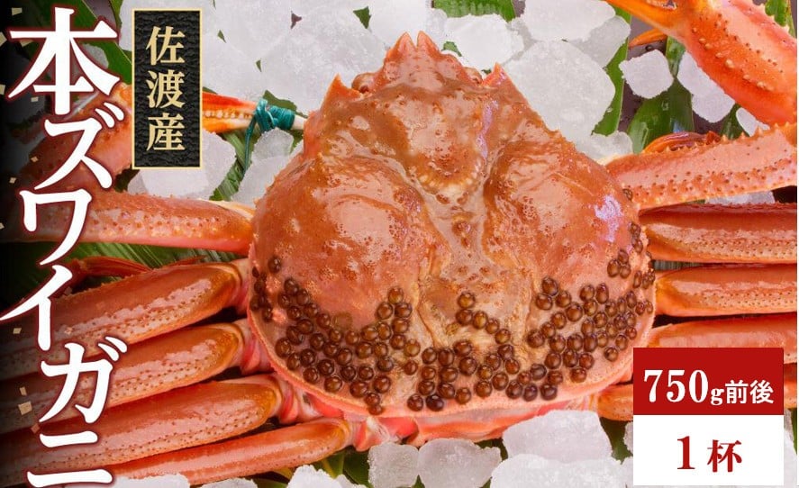 
            佐渡産 本ずわいがに 750g前後 1杯
          