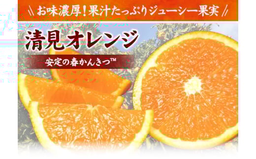 田村産清見オレンジ[約4.5kg]湯浅町田村産春みかん(果実サイズおまかせ)/紀伊国屋文左衛門本舗　※2026年3月中旬～4月下旬頃発送予定【kstb492A】